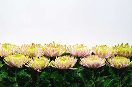 Colorful Chrysanthemum flowers put on white background for spring flower concept.の写真素材