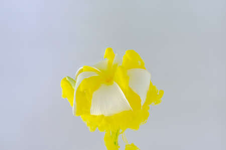 Frangipani or Plumeria flower with partial focus of dissolving yellow poster color in water for...
