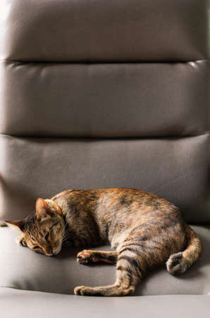 Adorable brown color domestic cat sleeping alone on sofa.の写真素材