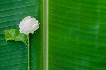 Fresh white Thailand Jasmine flower with its leaf on banana leaf for mother day concept in thailand on August.の写真素材