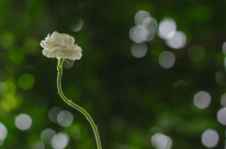 Fresh white Thailand Jasmine flower with colorful bokeh background for mother day concept in...