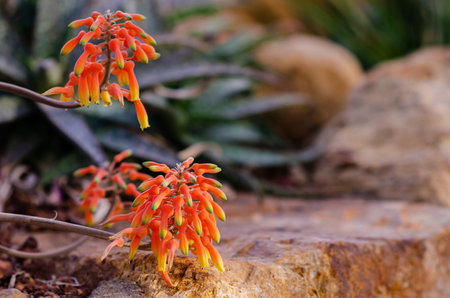 Colorful flowers of Aloe ellenbeckii (Climbing Aloe) which is a small, low-growing and succulent plant.の写真素材