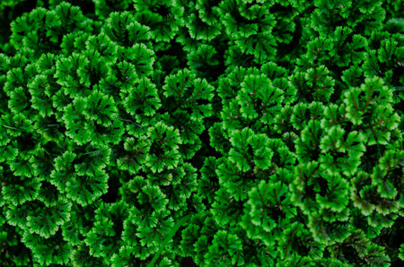 Green fresh abstract and tuxtured leaves background of small trees.の写真素材