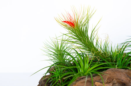 Air plant - Tillandsia funckiana with red color flower plant in wooden log.の写真素材