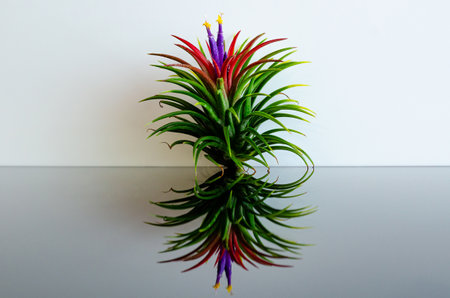 Air plant - Tillandsia with its flower puts on white and black background.の写真素材