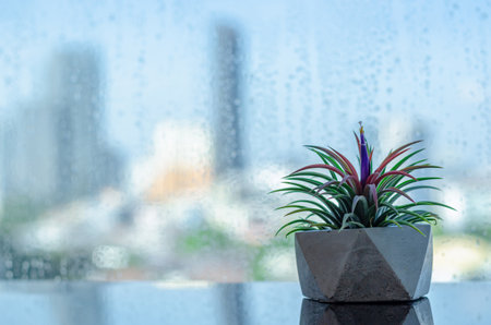 Air plant - Tillandsia in modern pot puts beside window that have rain drop with blurred city background.の写真素材