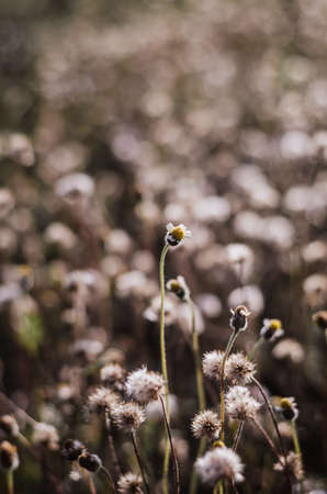 Coatbuttons Flower or Tridax Daisy with selective focus blooming in summer field.