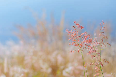 Blurred focus of Rose Natal grass with blurry brown and blue color background from dry leaves and...
