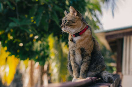 Adorable brown color domestic cat sitting and looking somewhere on fence of the house.の写真素材