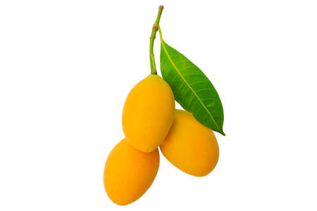 Marian plum or Ma Yong Chid (in Thai language) which looks like plum but taste like mango isolated...