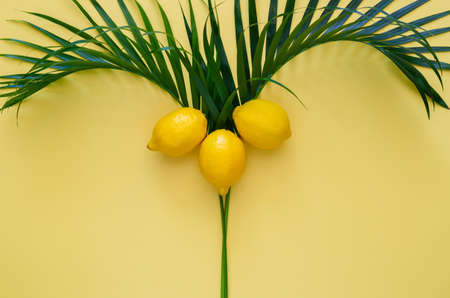 Lemons on coconut tree on yellow background. Minimal summer concept.の写真素材