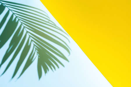 Blurred focus of coconut leaf shadow on blue and yellow background. Summer background concept.
