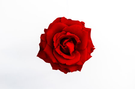 Top view of blooming red color rose flower isolated on white paper background.の写真素材