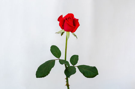 Red blooming rose flower with stalk and leaves on white paper background.の写真素材