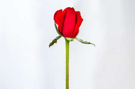 Red blooming rose flower isolated on white paper background.の写真素材