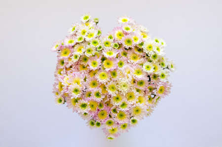 Love shape bouquet of Pink Chrysanthemum on white background for anniversary, mother and Valentine's day concept.の写真素材