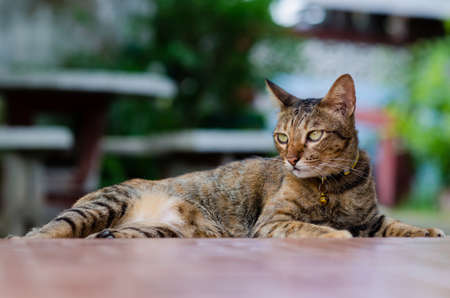 Domestic female cat relaxing on the floor when looking and focus at somewhere.の写真素材