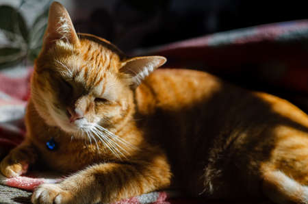 Domestic male cat sleeping and relaxing on the couch with shadow and light from sunshine in the morning.の写真素材