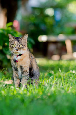 Domestic female cat sitting on greenfield backyard and looking at camera.の写真素材