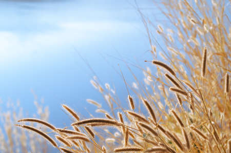 Dried flowers of feather pennisetum or mission grass with blue background from water of lake.の写真素材