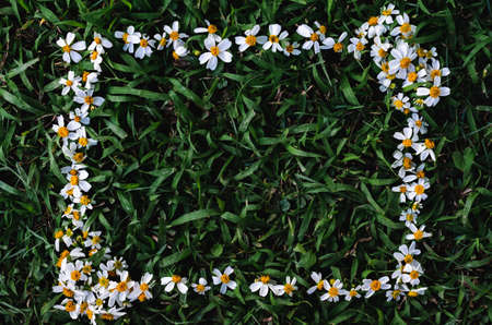 Spanish needles or Bidens alba flowers set as frame on green grass background.の写真素材