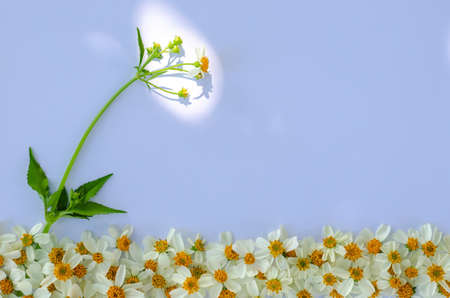 Spanish needles or Bidens alba flowers with sun light shining on white papar background.の写真素材