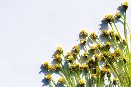 Coatbuttons or Tridax daisy flowers with shadow from sun light put on white paper background.の写真素材