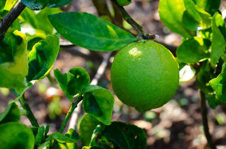 Green big organic lime with leaf on its tree.