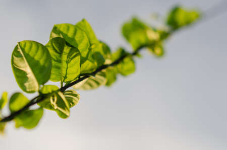 Selective focus on the leaf of climber tree on the rope with sunshine and morning sky.