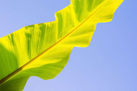 Green young banana leaf shining from sun light in the morning with bright blue sky.の写真素材