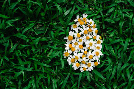 Spanish needles or Bidens alba flowers set as egg shape put on green grass. Easter day background concept.の写真素材