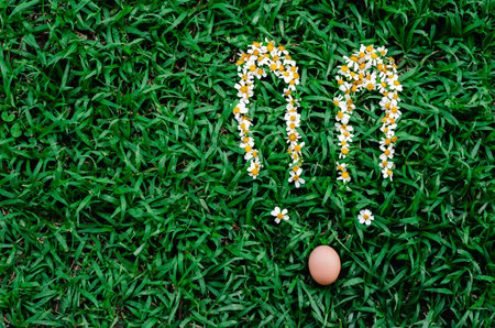 Spanish needles or Bidens alba flowers and egg set as bunny rabbit face put on green grass. Easter...