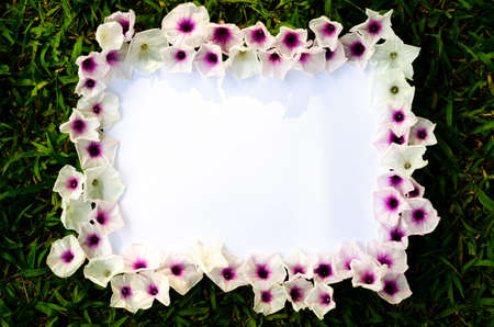 Blooming morning glory flowers set as frame on white paper with green grass background.の写真素材