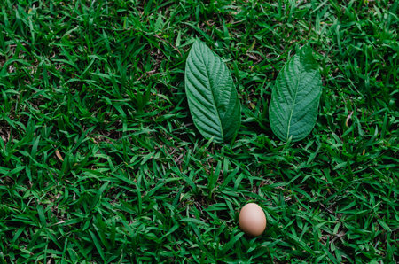 Egg and leaves set as bunny rabbit nose and ears on green grass. Easter day background concept.の写真素材