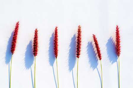 Pink flowers of feather pennisetum or mission grass with shadow from sun light on white paper background.の写真素材