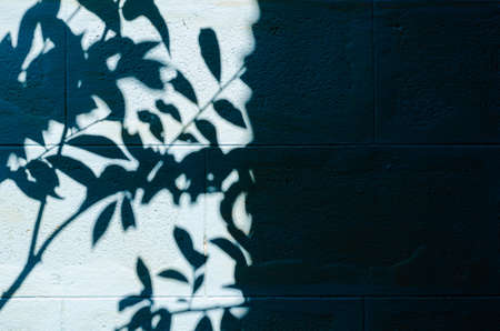 Shadow of the leaves and tree on old blue painted wall for background and texture.の写真素材