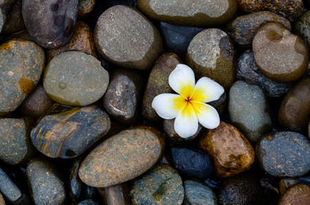 Frangipani flower drop on brown wet stones after rain.
