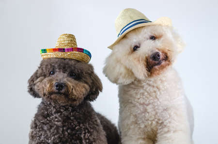 Two adorable black and white Poodle dog wearing hat and sitting together on white color background...