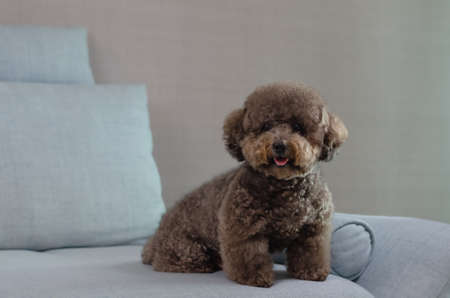 Adorable smiling black Poodle dog sitting and relaxing alone on blue couch while stay at home.