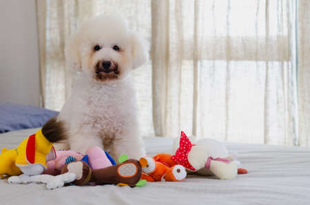Adorable smiling and happy white Poodle dog sitting and taking many toys to play on bed.の写真素材