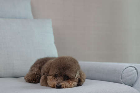 Adorable black Poodle dog sleeping and relaxing alone on blue couch while stay at home.の写真素材