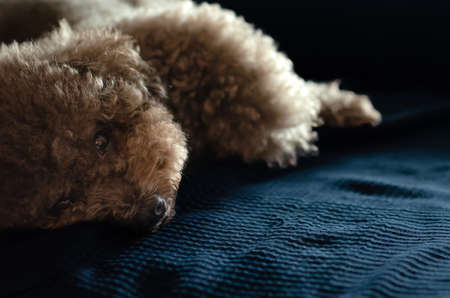 Adorable black Poodle dog sleeping and relaxing on blue cloth on the couch.の写真素材