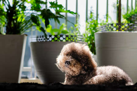 Adorable black Poodle dog sitting at balcony of apartment with sun light shining on body.の写真素材