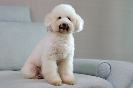 Adorable smiling white Poodle dog sitting and relaxing alone on blue couch while stay at home.の写真素材