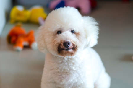 Selective on the mouth area of adorable white Poodle dog which dirty from eating food and drinking water that made fur to be dark color.の写真素材