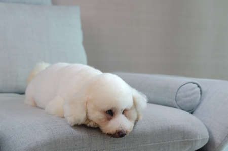 Adorable white Poodle dog sleeping and relaxing alone on blue couch while stay at home.の写真素材