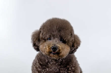 Adorable black Poodle dog smiling with happy face on white color background.の写真素材