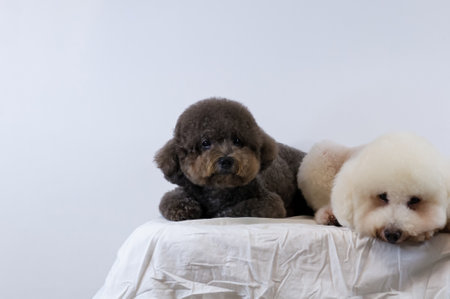 Selective focus on adorable black Poodle dog sleeping on messy  white color bed on white background.の写真素材