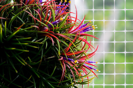 Blooming air plant Tillandsia with its colorful flowers plant in garden.の写真素材