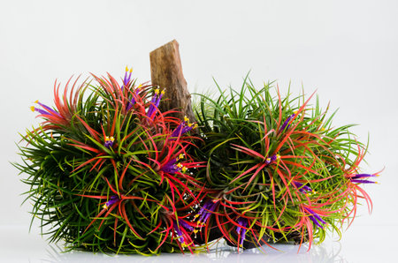 Blooming air plant Tillandsia with its colorful flowers plant in wooden log on white background.の写真素材